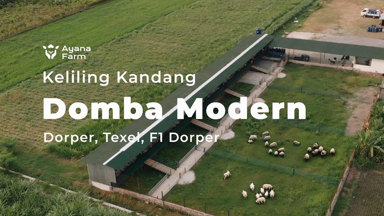 KELILING KANDANG DOMBA MODERN AYANA FARM INDONESIA | PETERNAKAN DOMBA DORPER