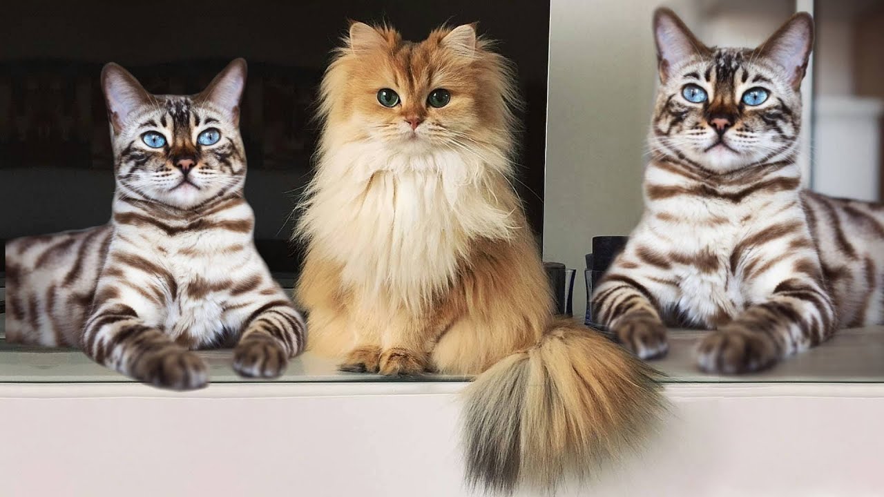 10 самых умных пород кошек в истории