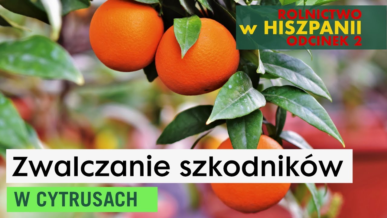 Ochrona upraw cytrusowych przed szkodnikami