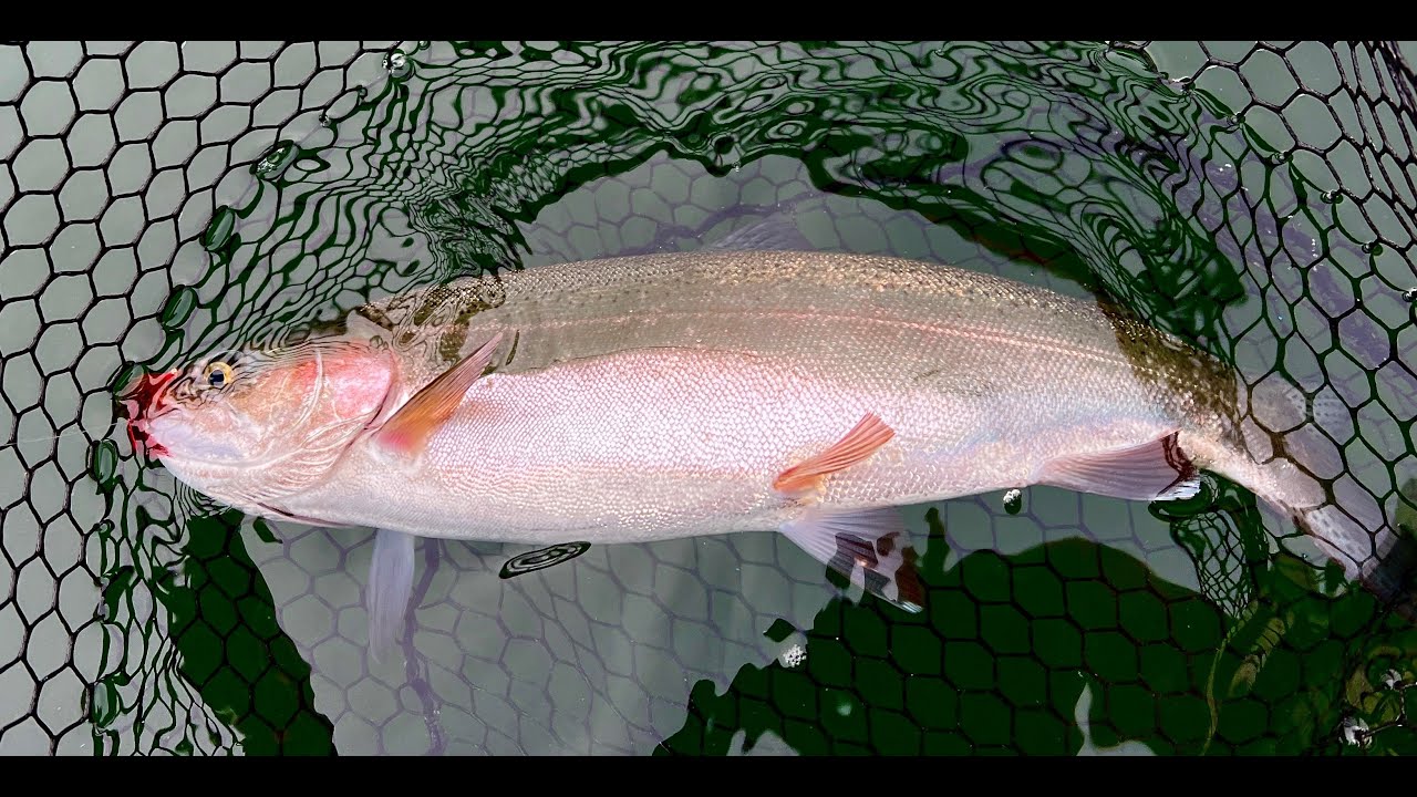 Try This Method for Fall Stillwater Trout!