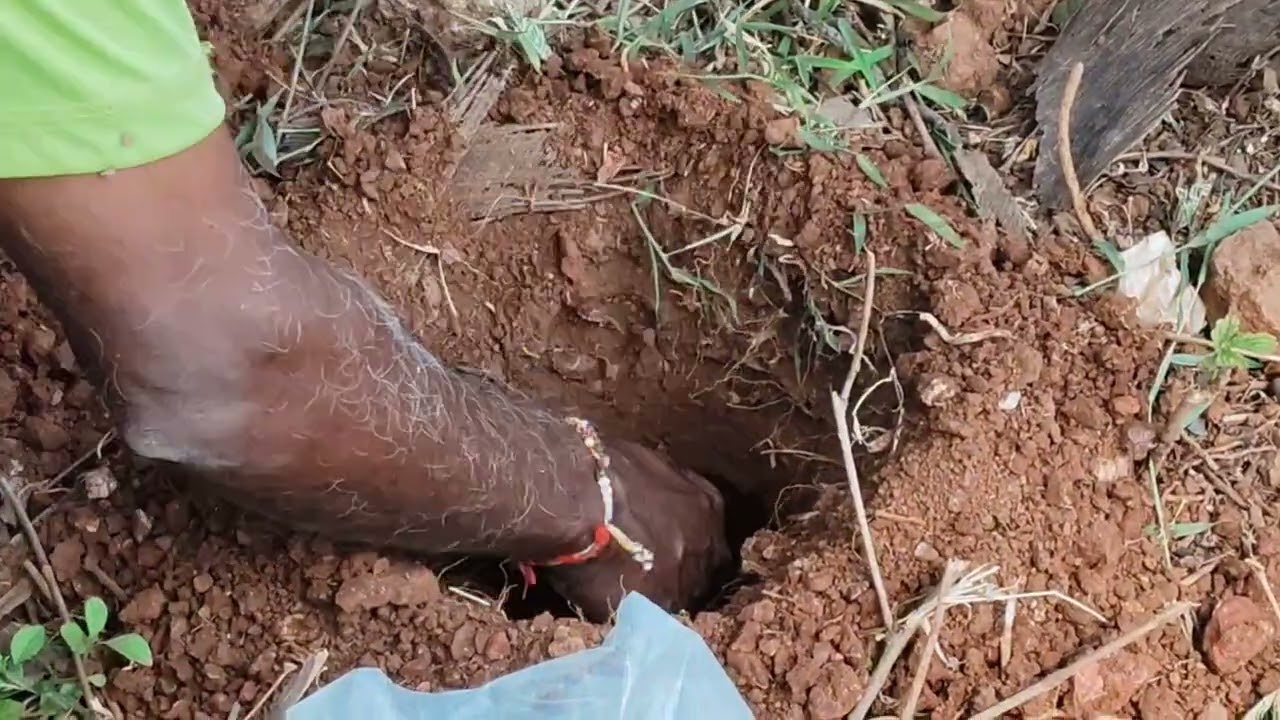 सुपारी लागवड कशी केली जाता आणि त्यांचा नियोजन कसा केला जाता.