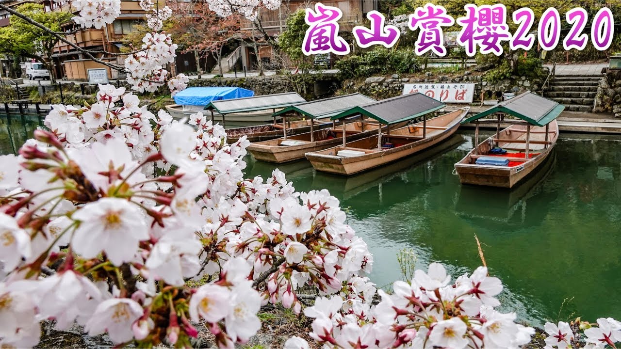 【京都賞櫻】2020・京都 櫻花開花情報更新 - 嵐山 2020年03月31日