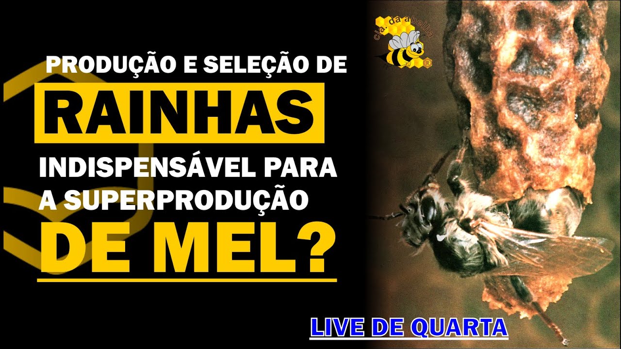 PRODUÇÃO DE RAINHAS SELECIONADAS PARA A SUPERPRODUÇÃO DE MEL - Live de Quarta #111 CIA DA ABELHA