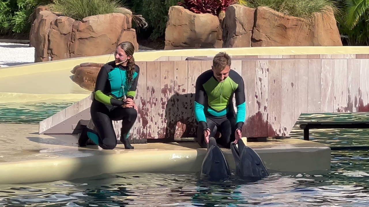 SeaWorld Orlando Dolphin Adventures Show Highlights 4K (1-1-22)