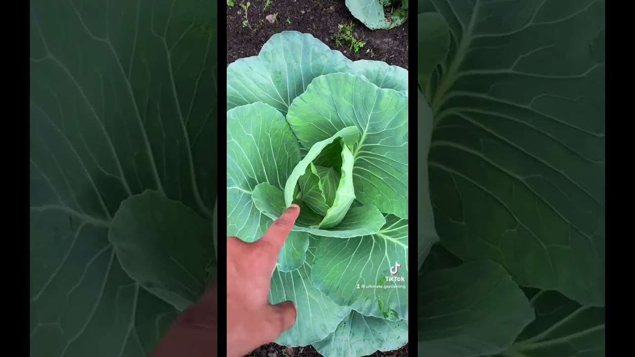 How To Know When Your Cabbage Is Ready To Harvest!🥬 #gardening #tutorial #howto #growyourownfood