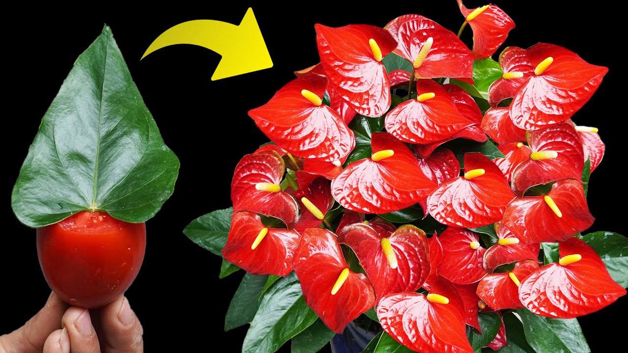 Secret To Help Anthurium Bloom All Year Round Without Fading