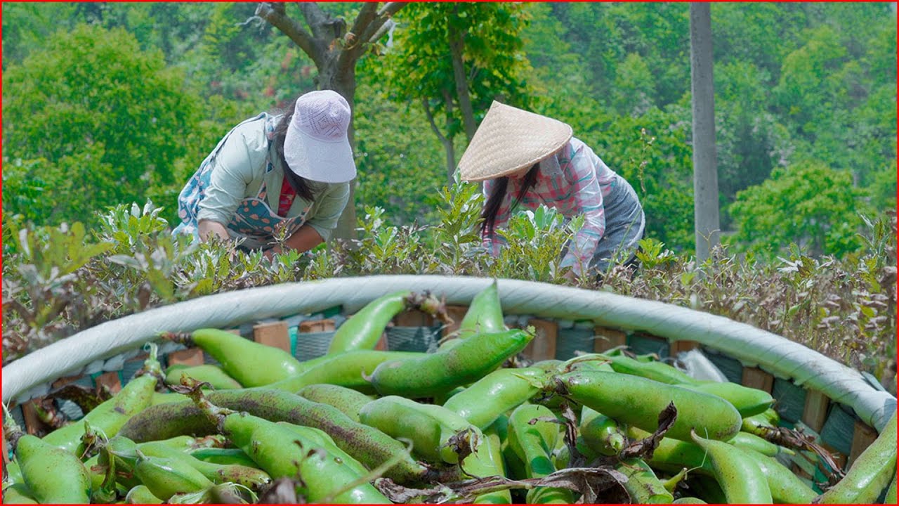 如何用蚕豆制作凉粉美食和蒜苔的长期保存方法｜Use broad bean to make Bean jelly food and garlic moss preservation method｜野小妹