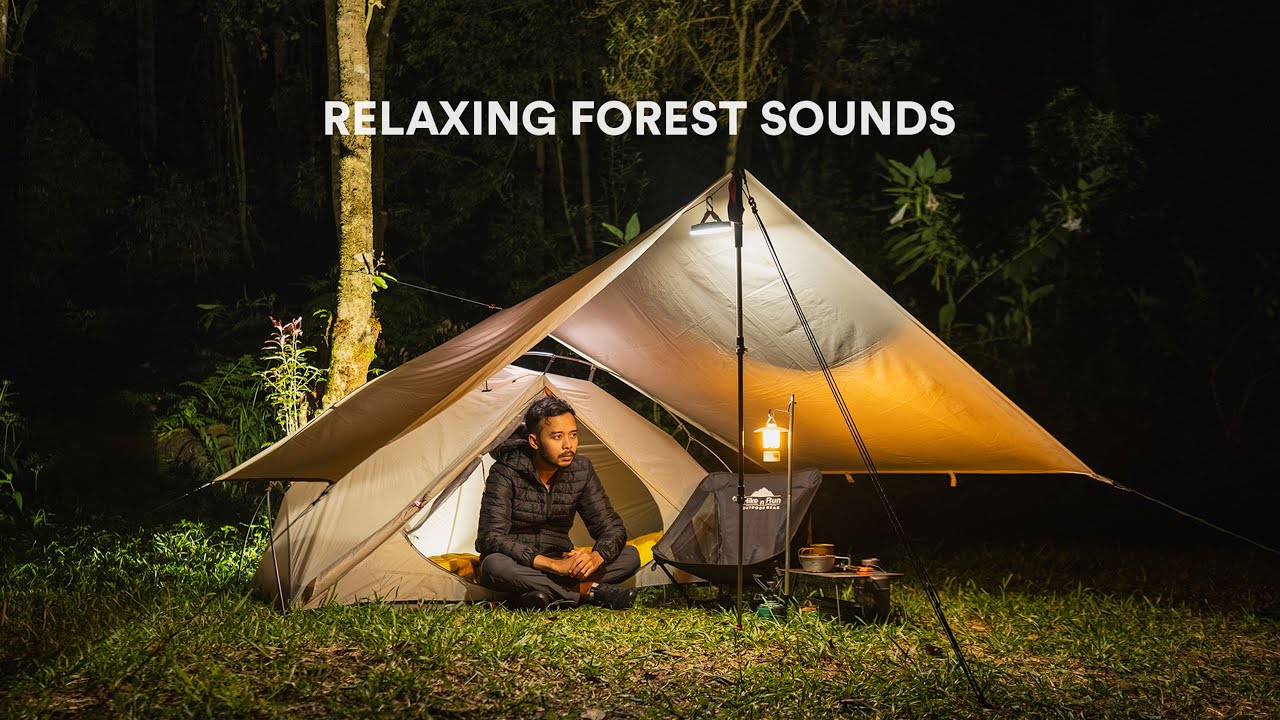 Solo Camping #133 | Hutan dan Cuaca Berkabut, Suara Alam yang Tenang untuk Tidur, ASMR