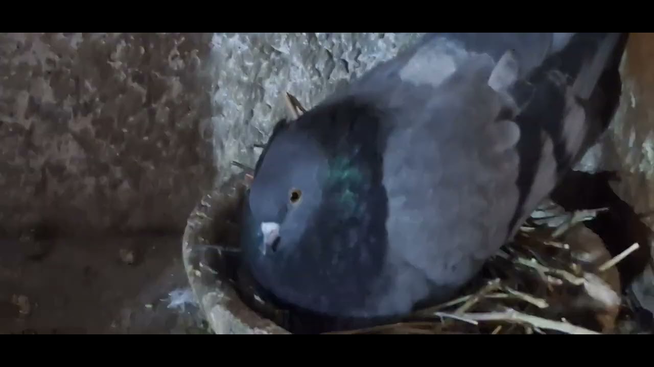 Все о голубях И.Т.