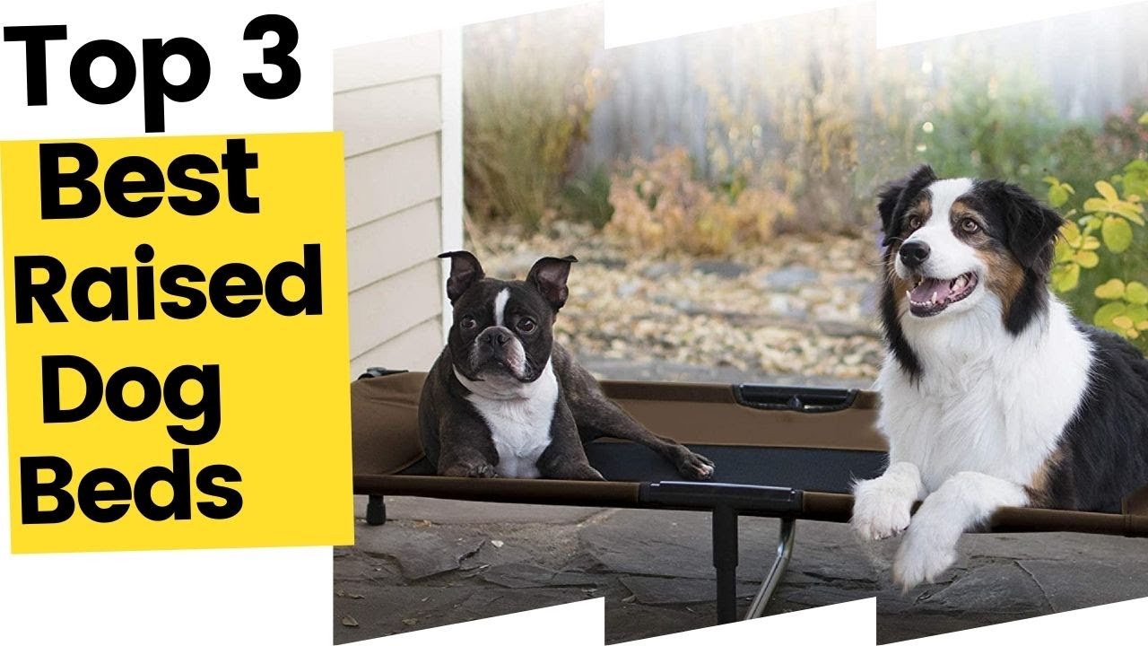 Best Raised Dog Beds On Amazon in 2023