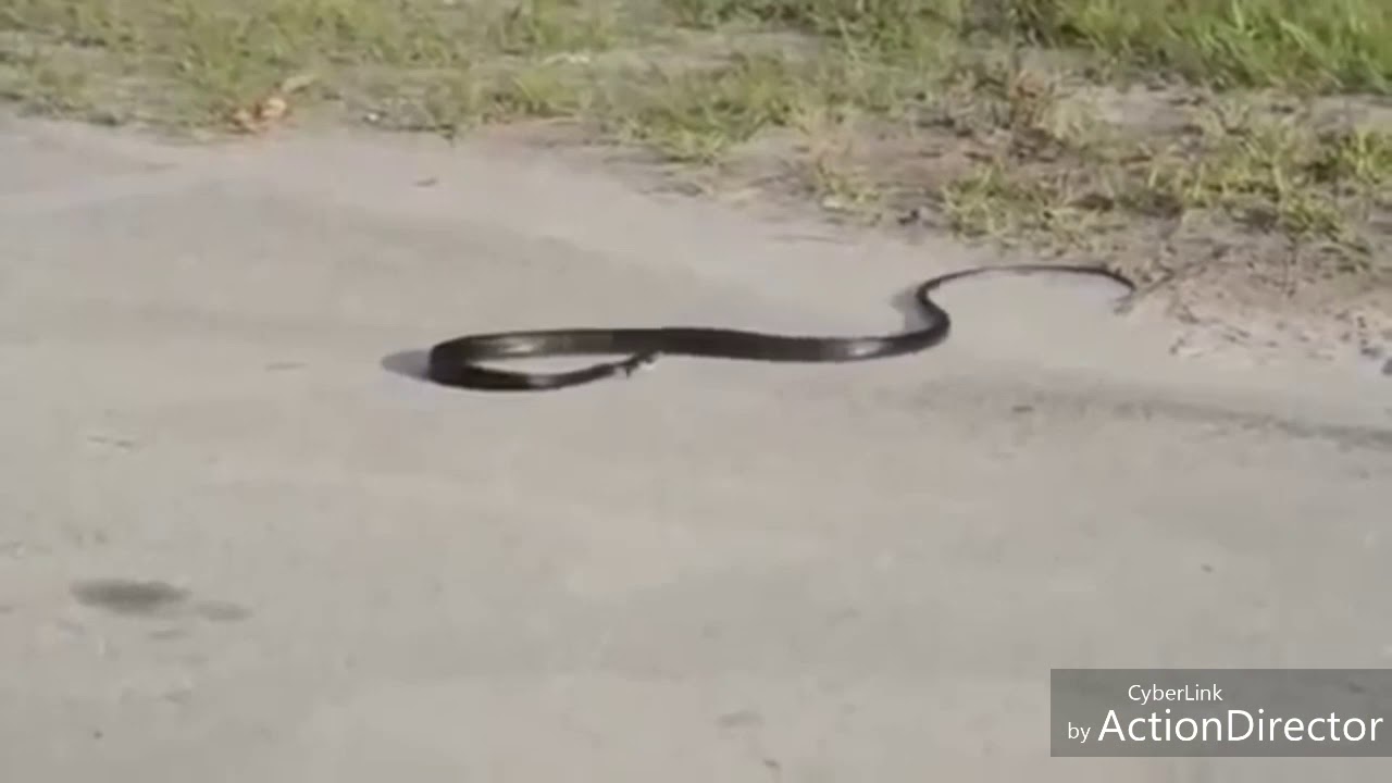 Culebra se mata sola!!🤣🤣 jajajaja me Guishooo🤣