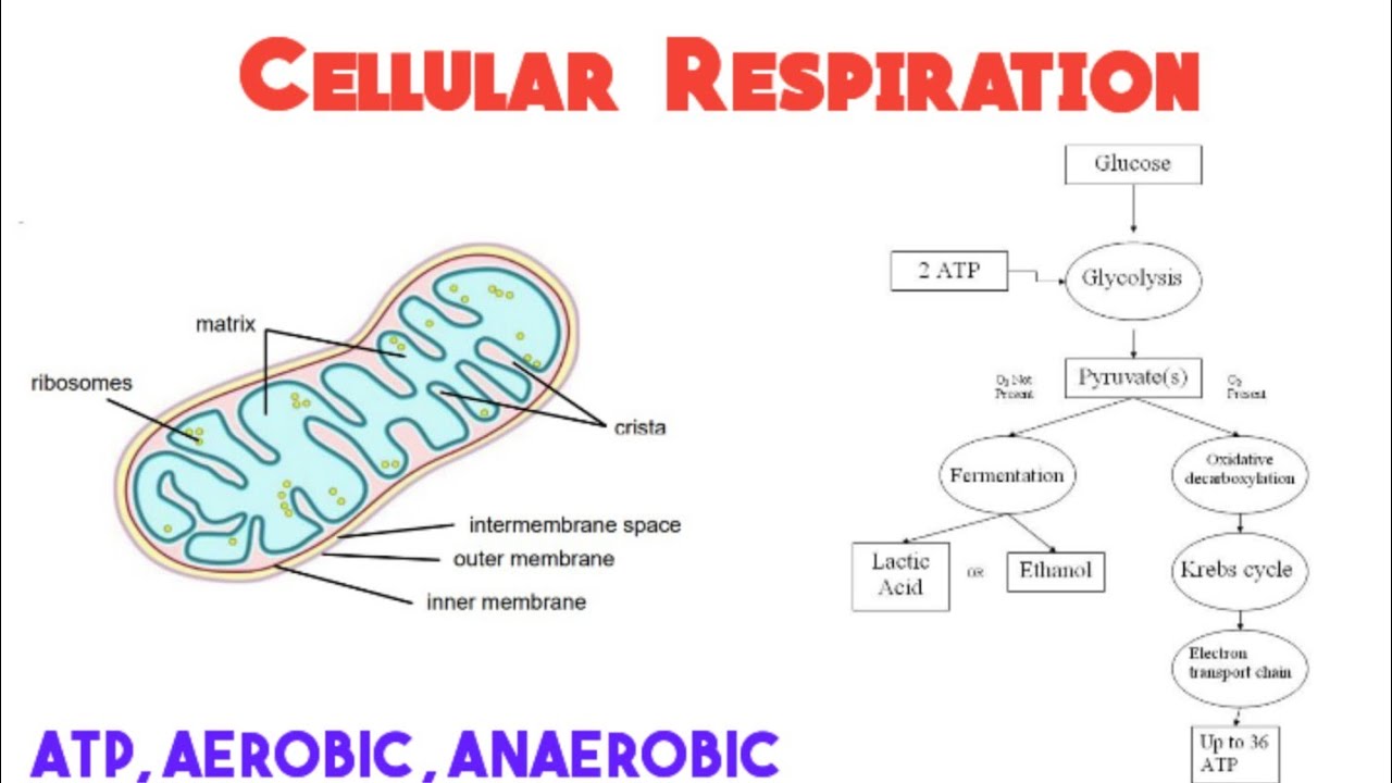Cellular respiration - Grade 11 Life Sciences