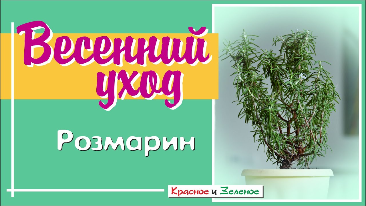 РОЗМАРИН. Весенний уход