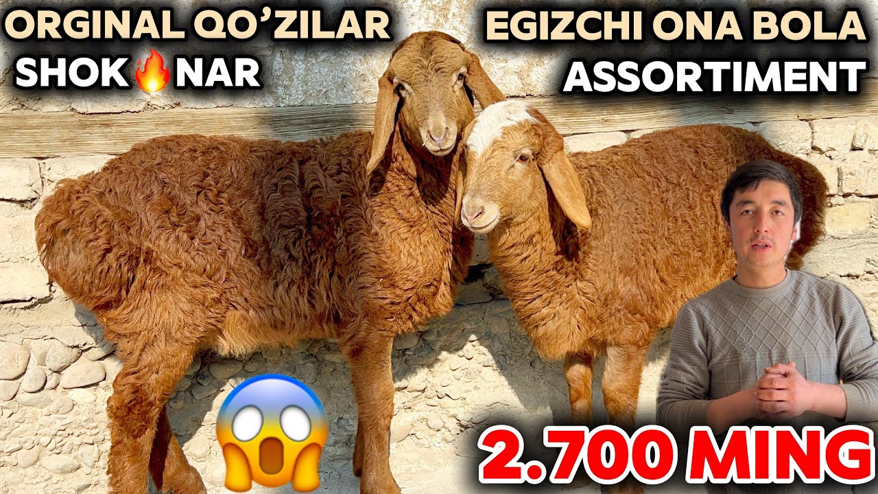 QAHRAMON EGIZCHI ONA BOLA, NAQT BO’G’OZ YIRIK QO’CHQORLAR NARXINI YORVORDI BUGUN NARXLAR SINDI