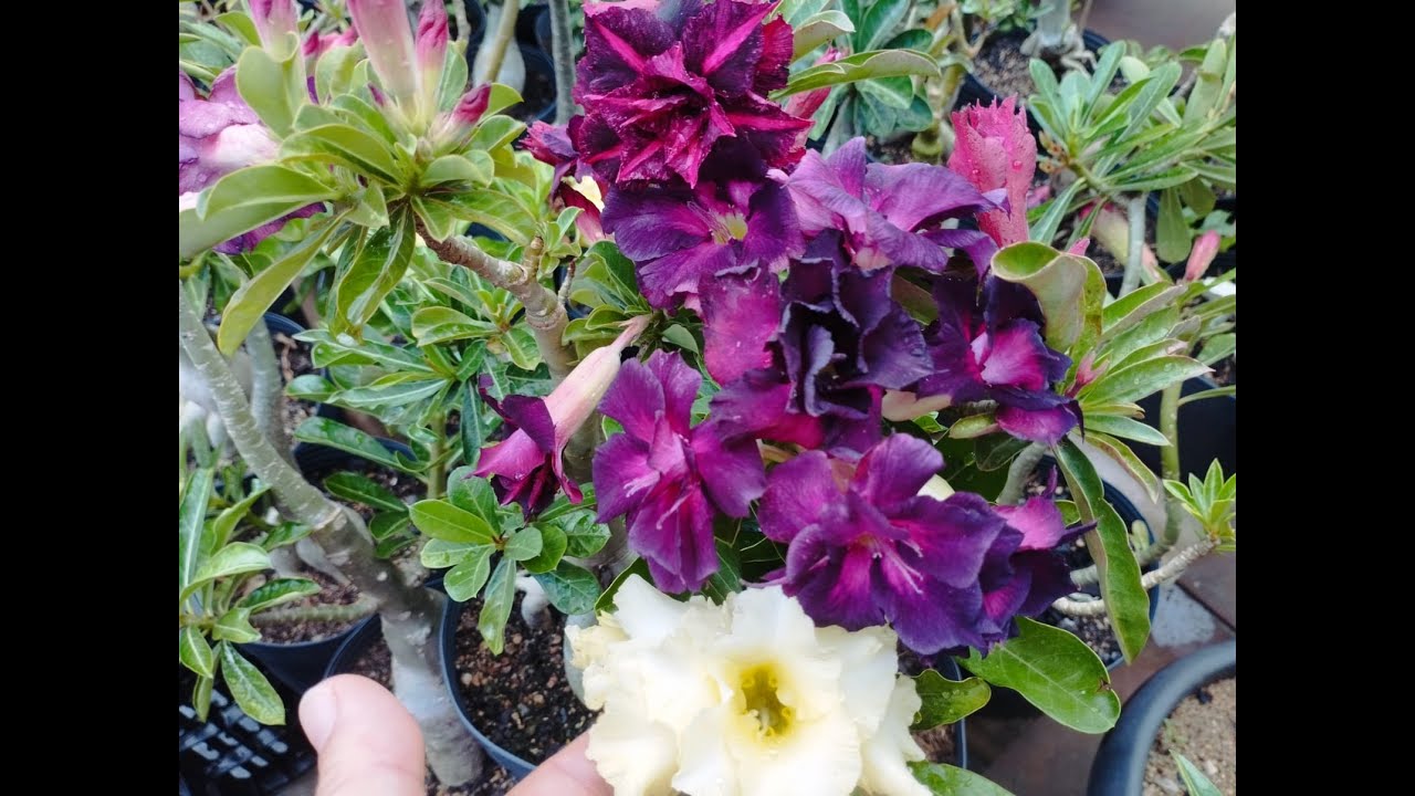 Como fazer limpeza de raízes para ter caudex de rosas do deserto lindos.