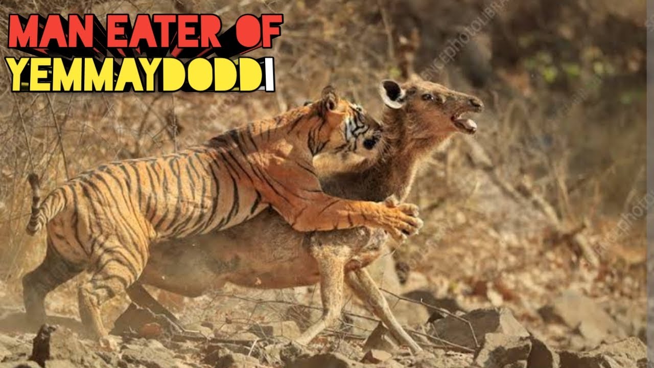 The Man Eater Of Yemmaydoddi | Kenneth Anderson Hunting Story | Anderson Man Eater Hunting Story