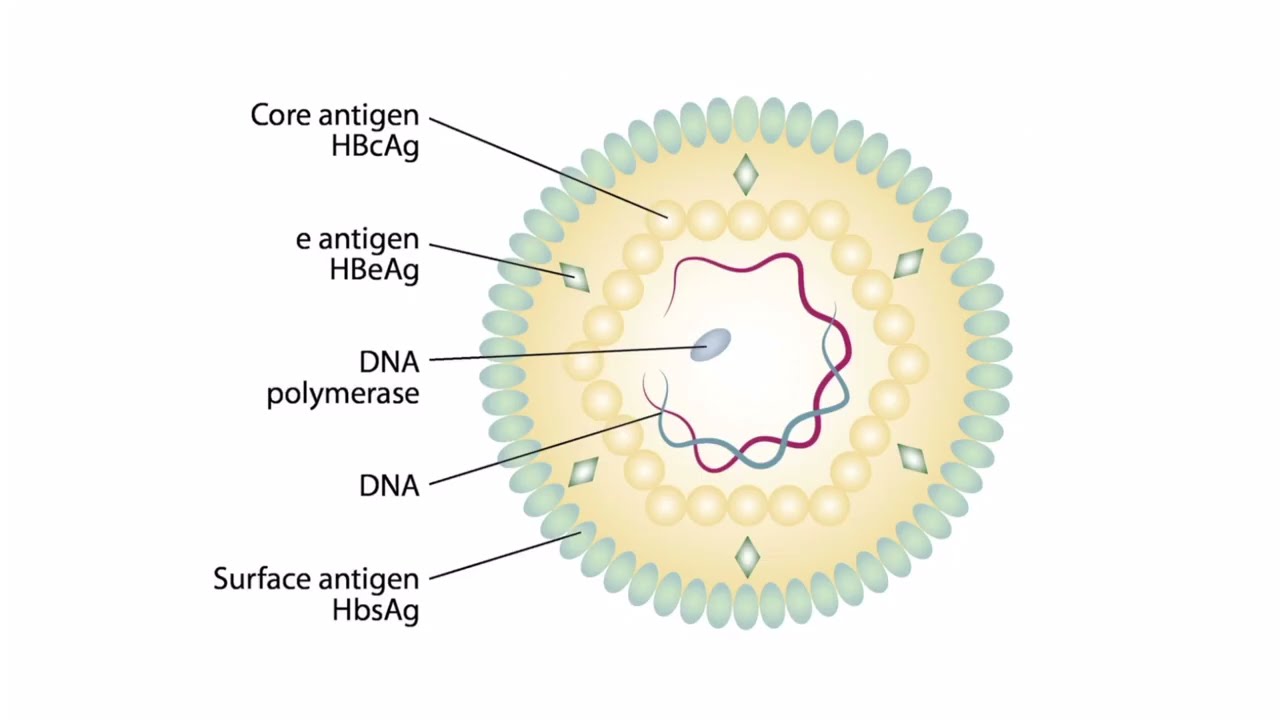 Viral Genomes and Replication for the USMLE Step 1