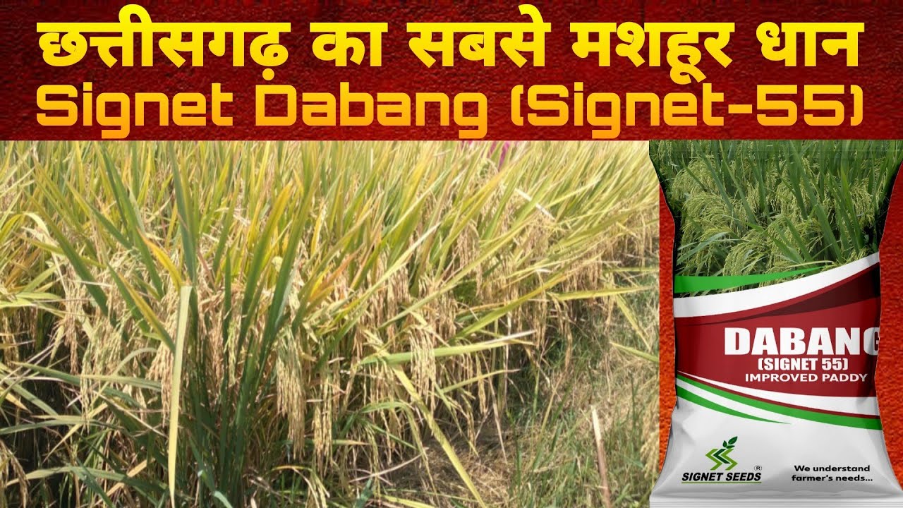 छत्तीसगढ़ का सबसे 🔥मशहूर धान,धमाकेदार पैदावार,कभी न गिरने वाला धान,नाम याद रखना... Signet Dabang-55