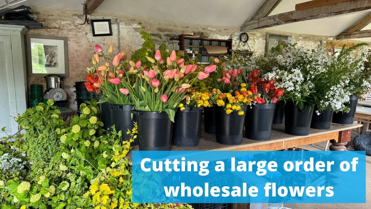It’s a fifteen hundred stem cut day - come along with me as I harvest all these flowers