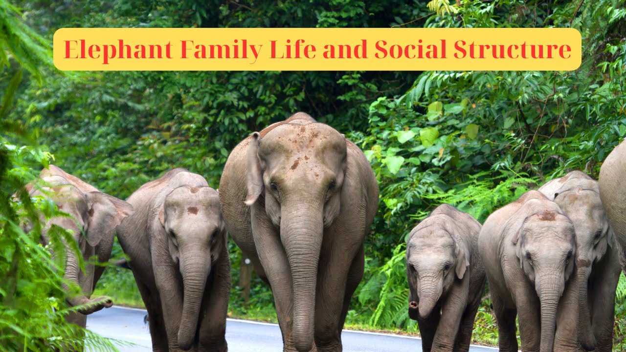 Elephant Family Life and Social Structure...#animals #animallife #wildlife