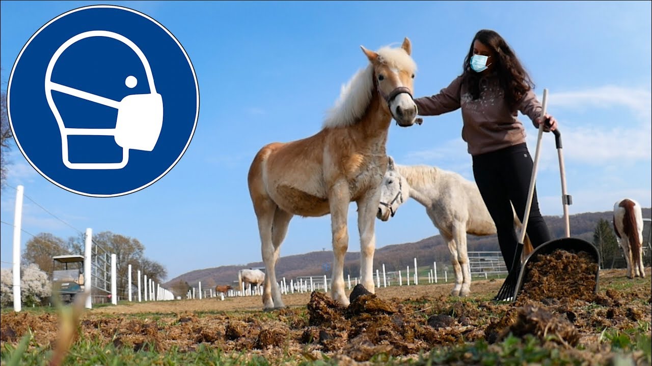 Q.UARANTÄNE mit PFERD - meine Routine in der heutigen Zeit...