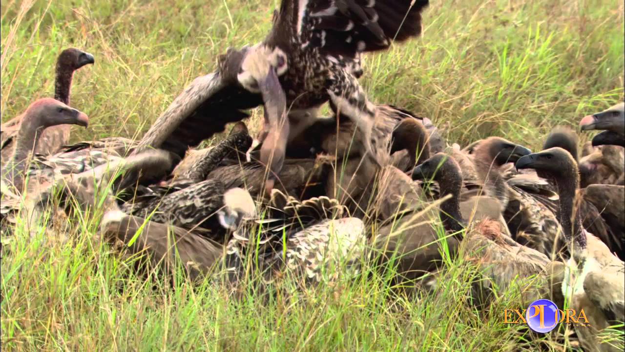 La Conservaci&oacute;n de los Ecosistemas | Explora Films EN