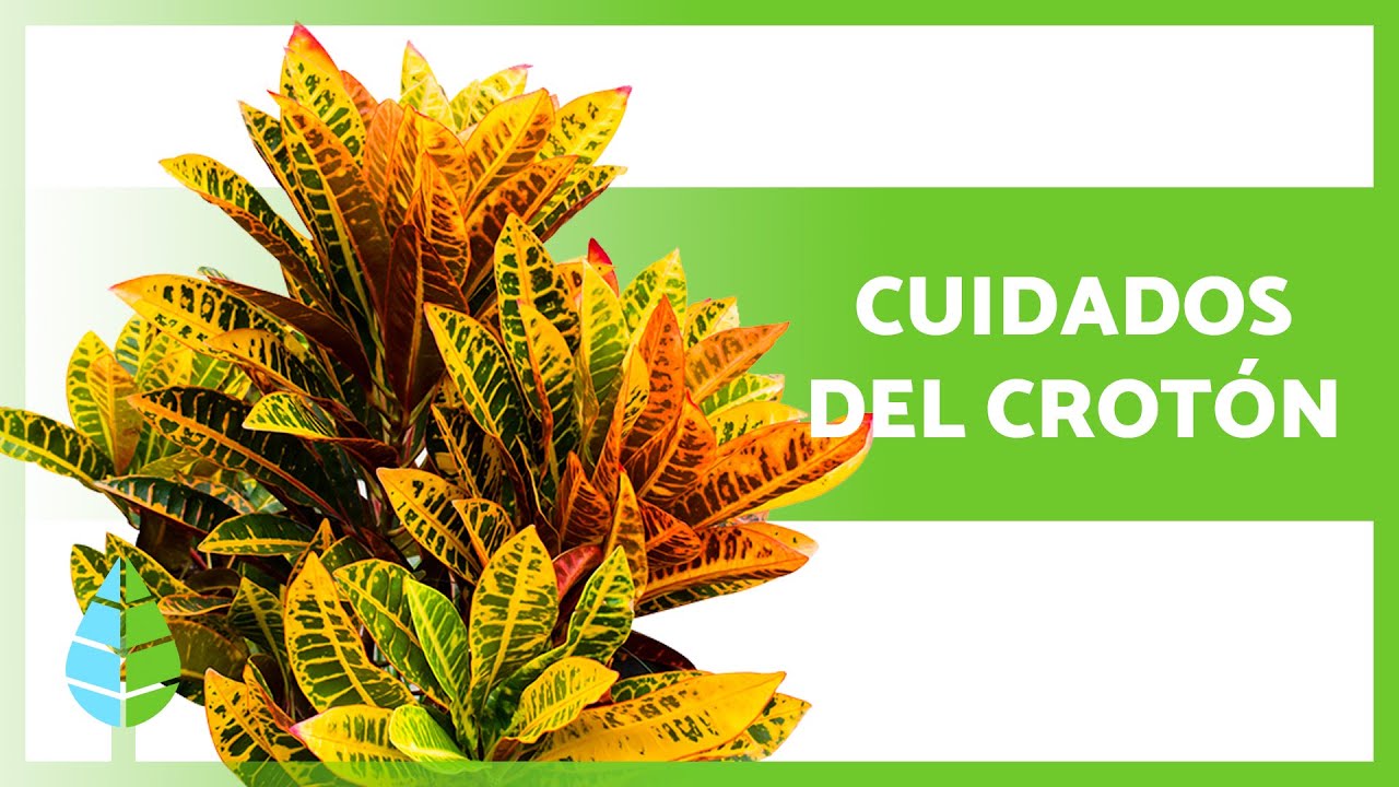 C&oacute;mo CUIDAR la PLANTA CROT&Oacute;N (Codiaeum Variegatum)🌿 (Riego, Sustrato, TRASPLANTE y m&aacute;s)