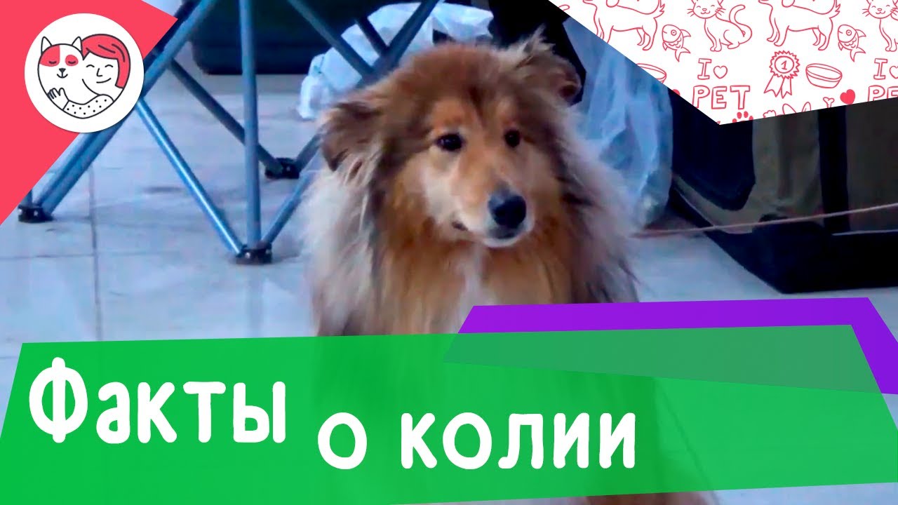 8 интересных фактов о колли