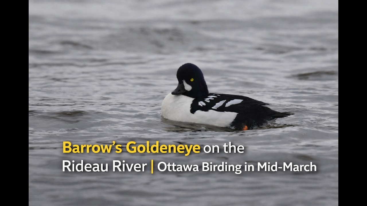 Barrow’s Goldeneye on the Rideau River | Ottawa Birding in Mid-March
