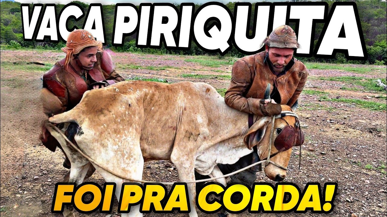 1ª PEGA DE BOI DA FAZENDA BARREIROS SERRITA-PE