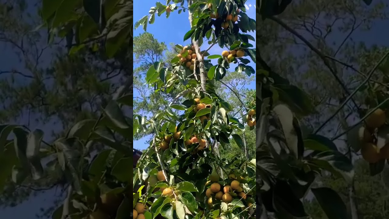 Hermoso mata de pera crioya en jarabacoa 🙏🏻🙏🏻😍😍😍
