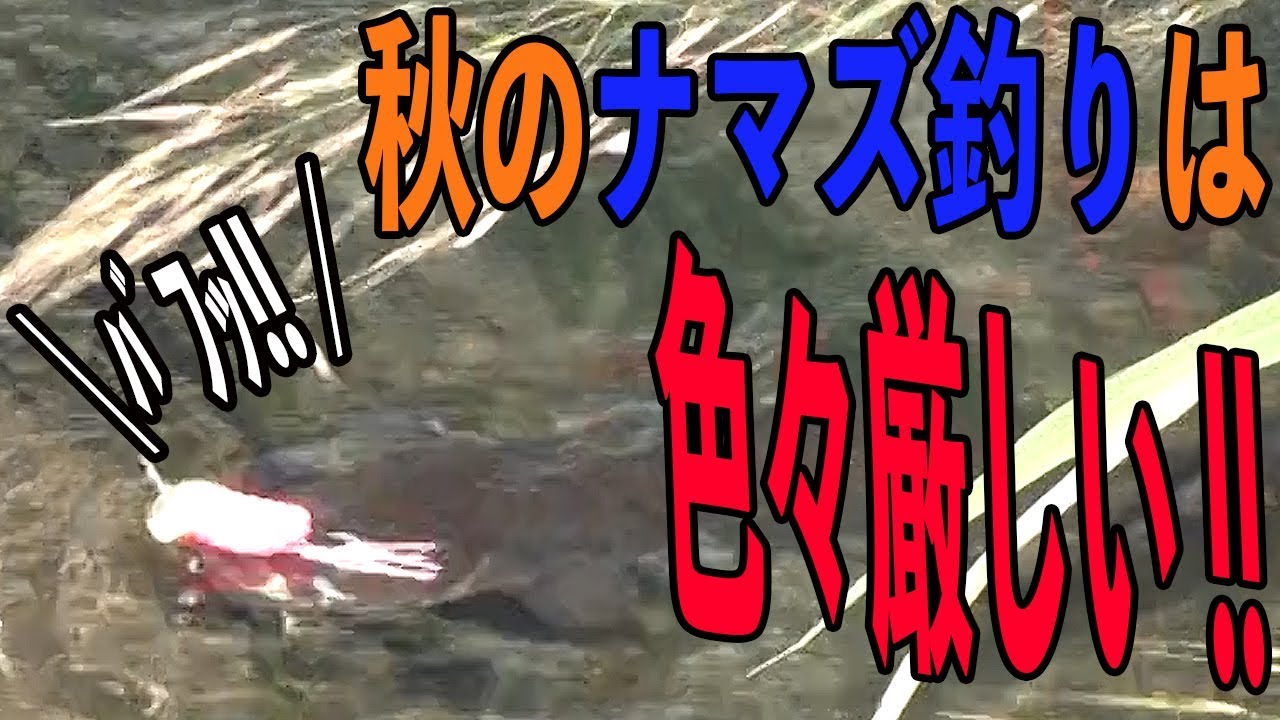 【秋×ナマズ】秋のナマズ釣りは色々厳しい!!