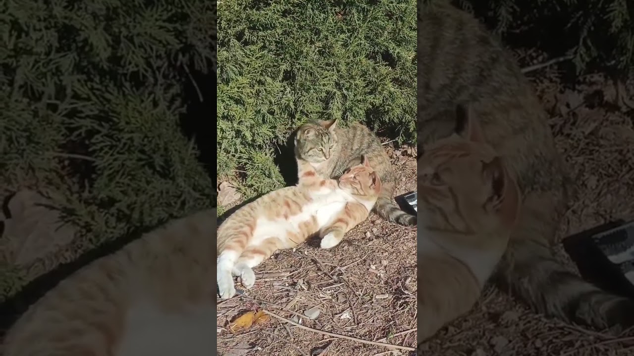 Cat Romance Interrupted