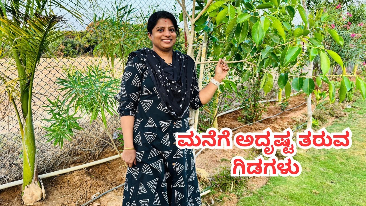 ಮನೆಯ ಒಳಗೂ ಹೊರಗೂ ನಮಗೆ ಅದೃಷ್ಟ ತರುವ ಗಿಡಗಳು ಯಾವುವು ತಿಳಿಸುವೆ/understand lucky indoor n outdoor plants 