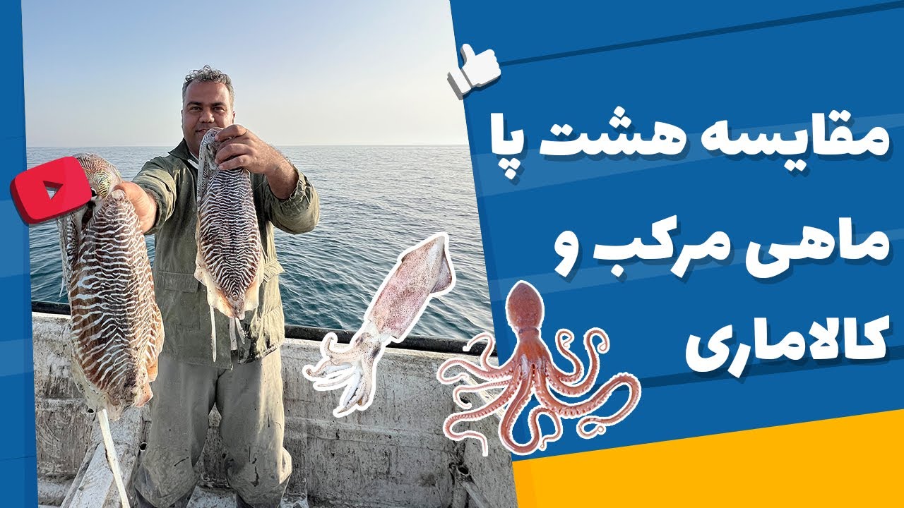 Comparison of cephalopods (Squid-Cuttlefish-octopus)/مقایسه ماهی های کالاماری، مرکب و هشت پا