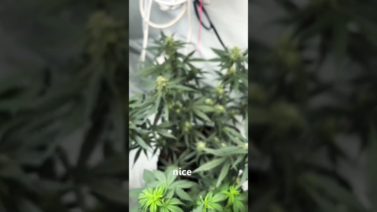 Chop day for strawberry cheesecake! #cannabiseducation #harvestday #cannabis