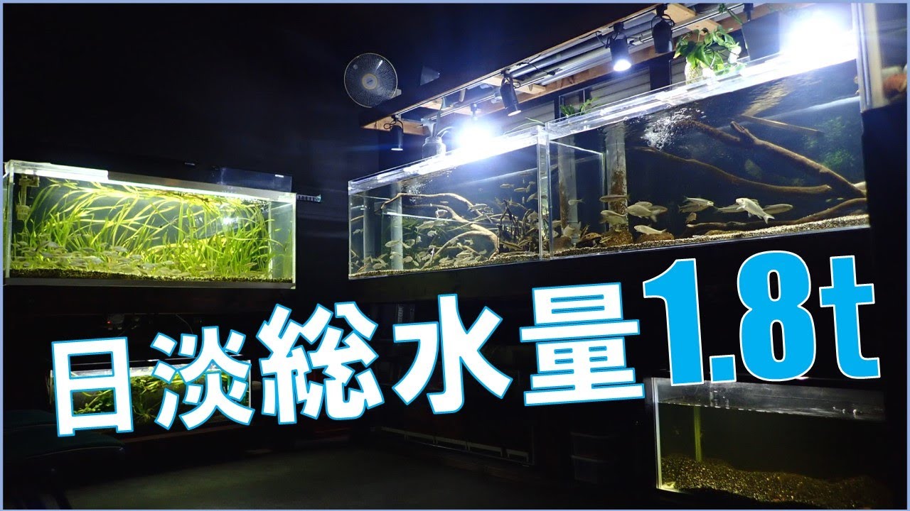 日本淡水魚水槽×５を紹介します！