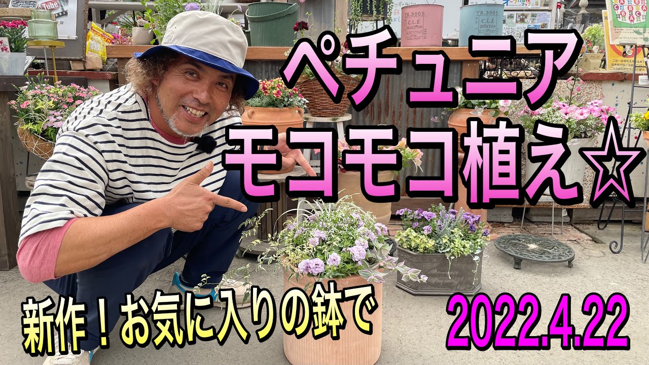 【寄せ植え】お気に入りの鉢でペチュニアを使ったモコモコ植え