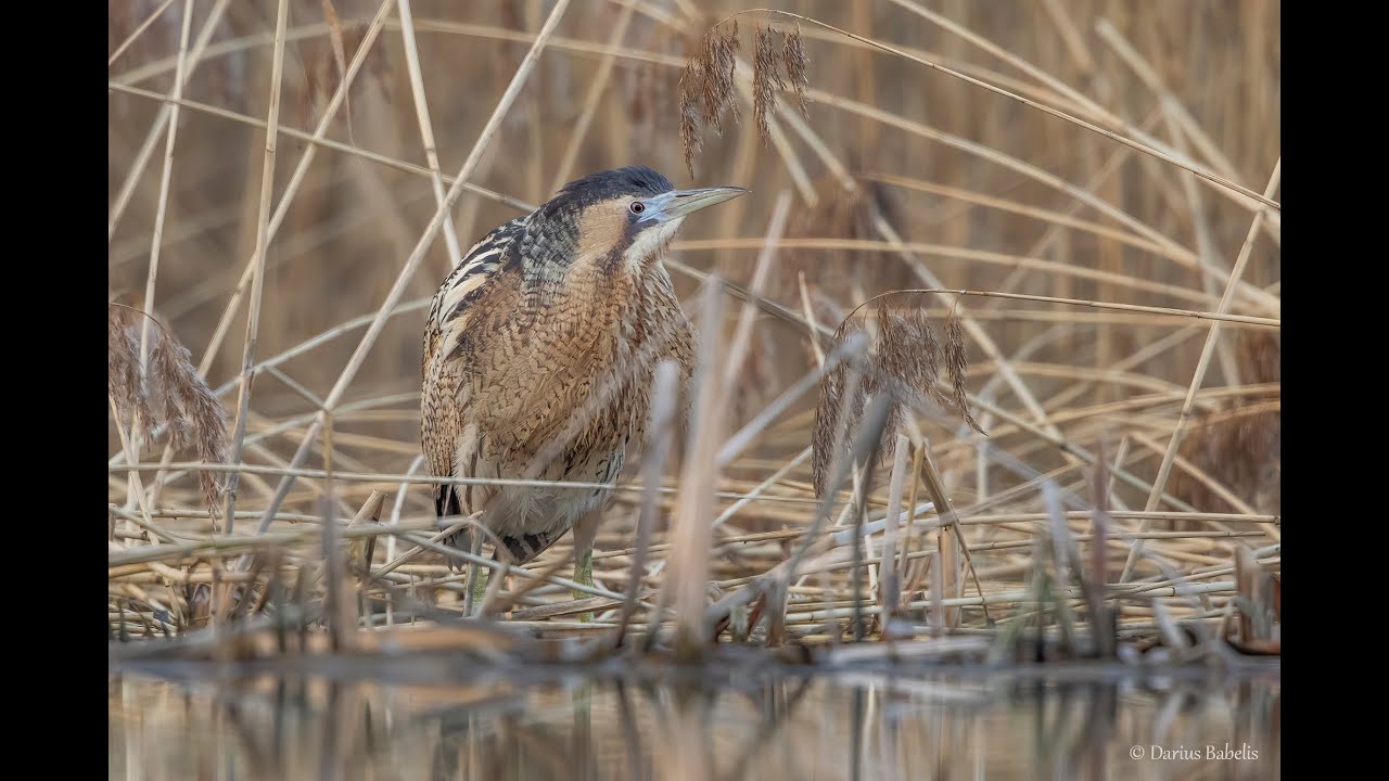 Didysis baublys (Botaurus stellaris)
