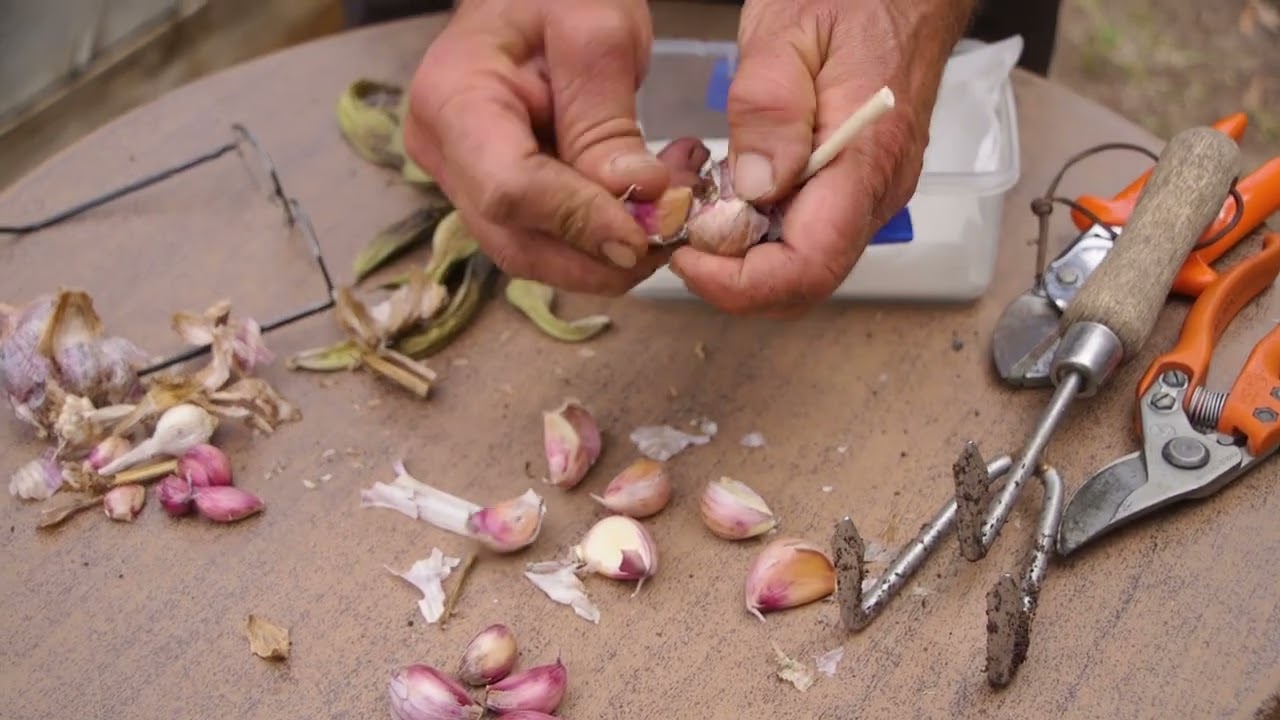 Советы по подготовке чеснока для успешной посадки