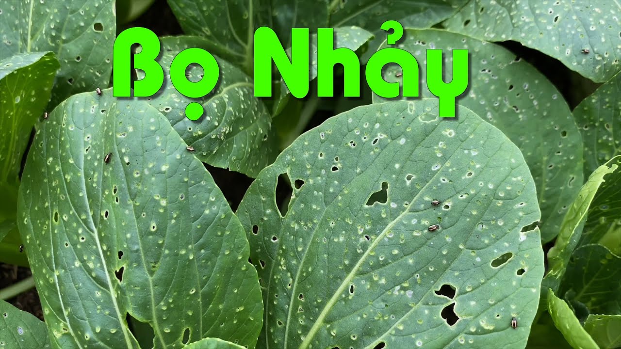 Cách Phòng Trừ Bọ Nhảy Phá Rau Cải 100% Thành Công