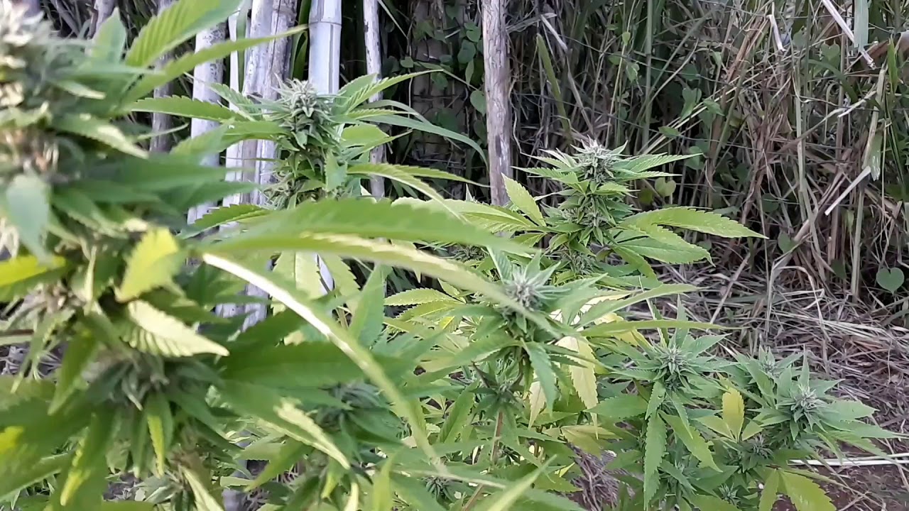 California buds in a Hawaiian jungle. LEROY