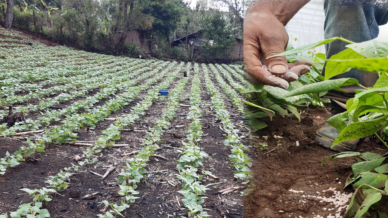 FERTILIZACI&Oacute;N completa en el cultivo de FRIJOL.