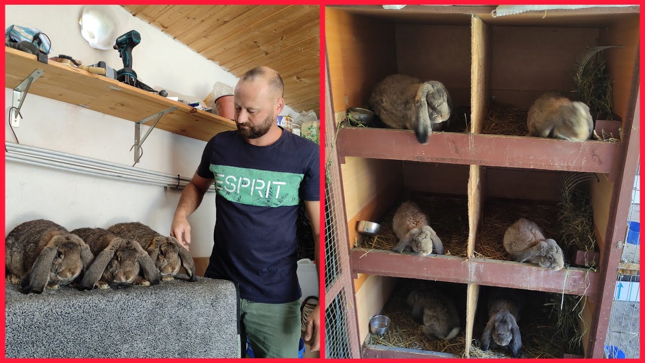 Berbec german mic ,o rasa îndrăgită de Robert Klein -Sibiu 2023✅🤝