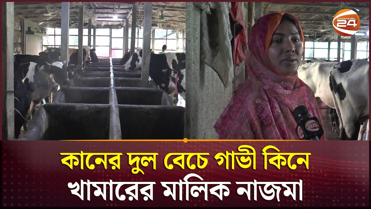 কানের দুল বেচে গাভী কিনে খামারের মালিক নাজমা, বদলে গেল পরিবারের ভাগ্য | Noakhali News | Channel 24