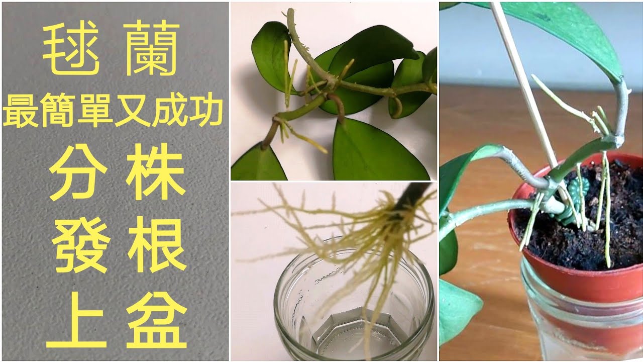 室內玩多肉(16)毬蘭分株，水發根與上盆