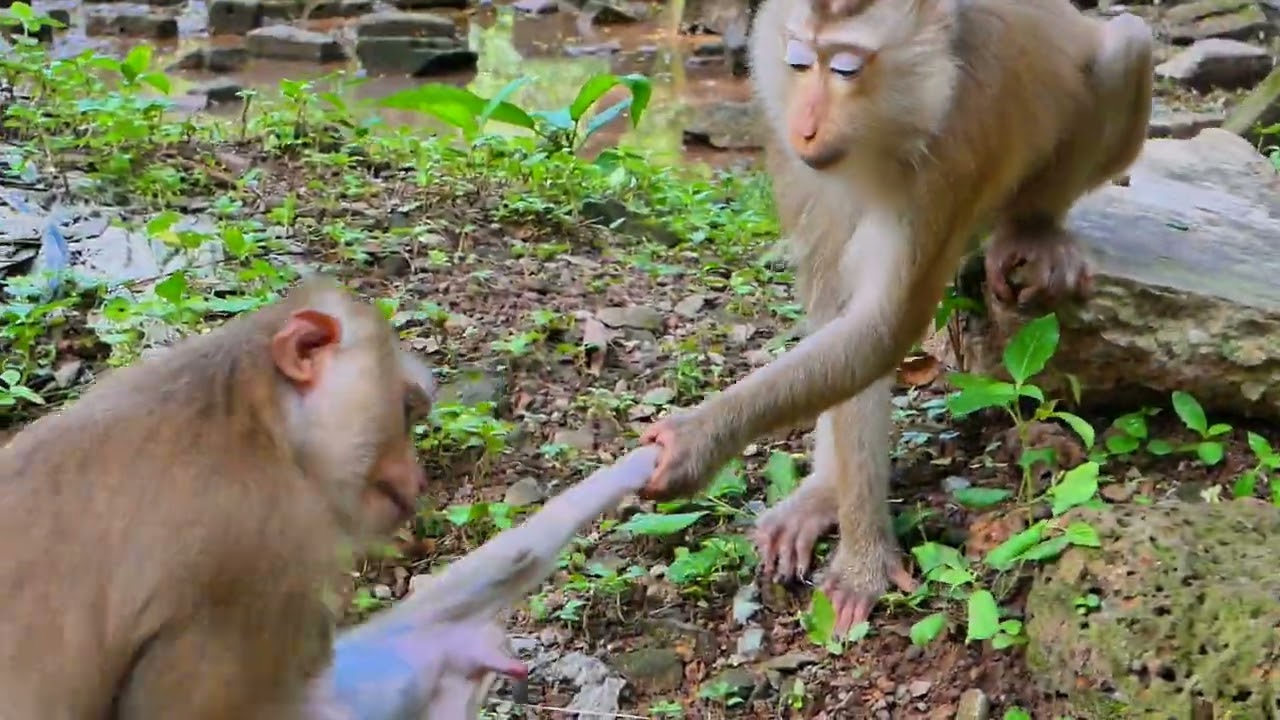 Baby Monkeys Playing Hide and Seek &ndash; Too Adorable! #fyp #shorts #funny #cute #wildlife #viral