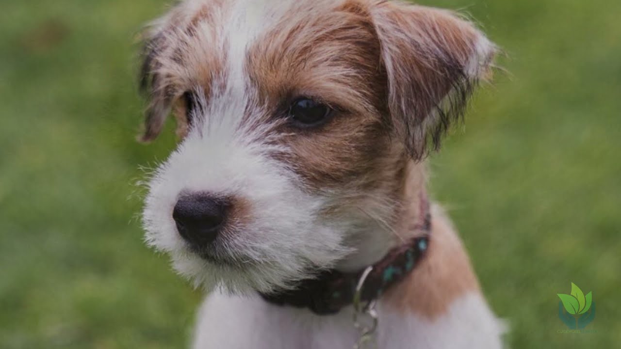 Parson Russell Terrier, ¿tipo de perro?