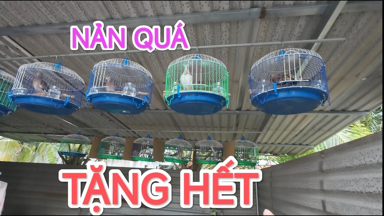 CHIM CU GÁY GIÁ RẺ GIỜ CHỈ TẶNG KHÔNG BÁN.