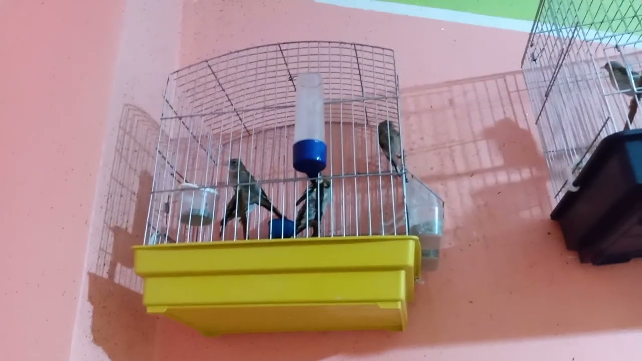 متوفر فراخ حسون سيكتار سوق اهراس المهام يتاصل0667722748